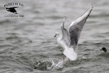 _MG_2230 Bonapartes Gull & Eared Grebe.jpg