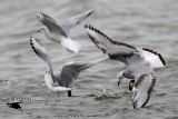 _MG_2235 Bonapartes Gull & Eared Grebe.jpg