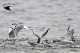 _MG_2313 Bonapartes Gull.jpg