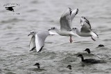 _MG_2333 Bonapartes Gull & Eared Grebe.jpg