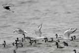 _MG_2372 Bonapartes Gull & Eared Grebe.jpg