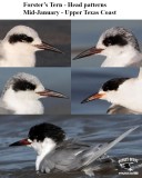 Forsters Tern head patterns mid-January UTC.jpg