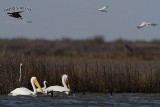 _MG_0388 800.jpg