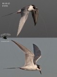 Forster’s Tern with misleading impression of having a dark carpal bar