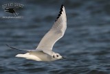 _MG_3833 Bonapartes Gull.jpg