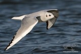 _MG_3834 Bonapartes Gull.jpg