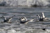 _MG_4488 Bonapartes Gull.jpg