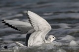 _MG_4611 Bonapartes Gull.jpg