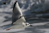 _MG_4637 Bonapartes Gull.jpg