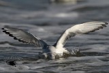 _MG_4732 Bonapartes Gull.jpg