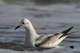 _MG_4741 Bonapartes Gull.jpg