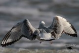 _MG_4747 Bonapartes Gull.jpg