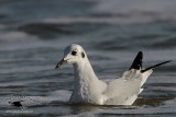_MG_4813 Bonapartes Gull.jpg