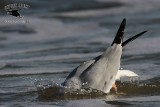 _MG_4814 Bonapartes Gull.jpg
