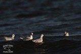 _MG_5008 Bonapartes Gull.jpg