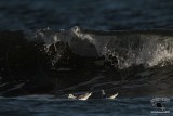 _MG_5018 Bonapartes Gull.jpg