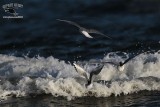 _MG_5022 Bonapartes Gull.jpg