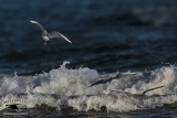 _MG_5024 Bonapartes Gull.jpg