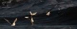 _MG_5054 Bonapartes Gull.jpg