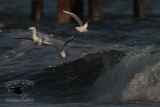 _MG_5056 Bonapartes Gull.jpg