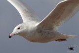 _MG_3395 Glaucous Gull.jpg