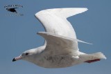 _MG_3455 Glaucous Gull.jpg