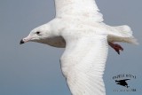 _MG_3461 Glaucous Gull.jpg