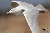 _MG_3472 Glaucous Gull.jpg