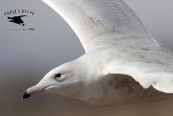 _MG_3478 Glaucous Gull.jpg