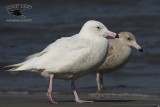_MG_0888 Glaucous Gull.jpg