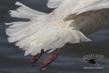 _MG_0979 Glaucous Gull.jpg