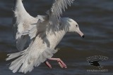_MG_0995 Glaucous Gull.jpg