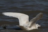 _MG_1004 Glaucous Gull.jpg