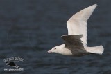 _MG_1074 Glaucous Gull.jpg