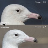 Glaucous Gulls.jpg