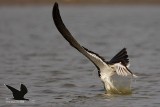 _MG_2751 Black Skimmer.jpg