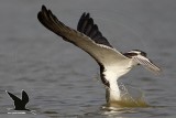 _MG_2767 Black Skimmer.jpg