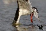 _MG_2969 Black Skimmer.jpg
