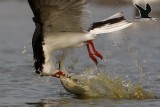 Black Skimmer catching very large fishes