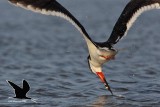 _MG_5799 Black Skimmer.jpg