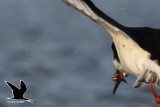 _MG_5801 Black Skimmer.jpg