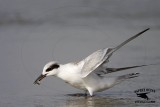 _MG_3700 Forsters Tern.jpg