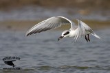 _MG_3735 Forsters Tern.jpg