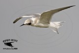 _MG_3739 Forsters Tern.jpg