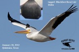 American White Pelican with cattle ear tag