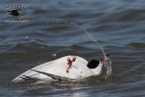 _MG_2610 Forsters Tern.jpg