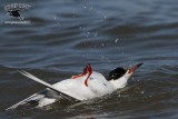 _MG_2611 Forsters Tern.jpg