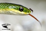 Rough Green Snake with visitor