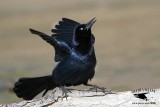 Boat-tailed vs. Great-tailed Grackle from Quintana, Texas