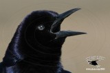 _MG_1216 Boat-tailed Grackle .jpg